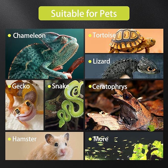 Small Reptile Glass Terrarium Tank: 2.5 Gallon Enclosure Cage with Lockable Top Opening Aquarium Habitat for Crested Gecko, Lizard, Snake, Chameleons, Turtle, Tarantula, Tree Frog (12"x8"x6")