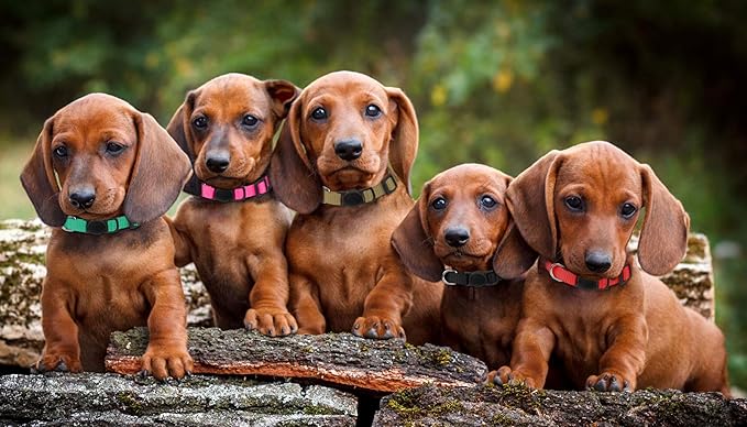 Puppy Collars for Litter,Puppy Collars for Small Puppies Soft Nylon Safety Whelping Litter Collar for Newborn Pets with Record Keeping Charts 12pcs(M)
