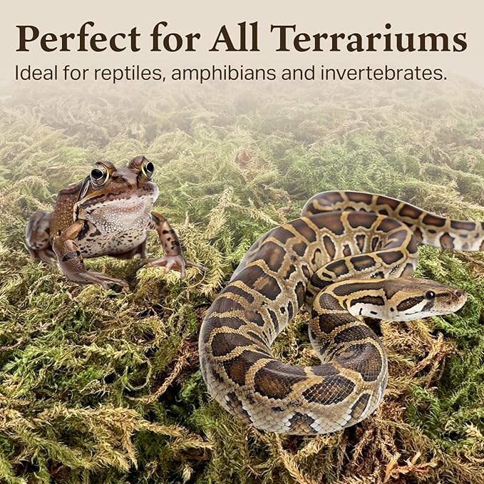 The Habitat Life - Natural Deco Moss - for Reptiles, Amphibians & Invertebrates Terrariums - Humidity Control - Natural Look & Feel - Soft Surface - Dye-Free & Safe - Medium - 1 Pack