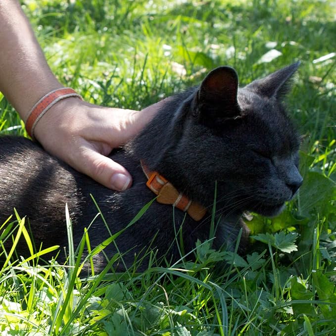 Pettsie Breakaway Cat Collar with Bow Tie and Matching Bracelet–Adjustable Cotton Kitten Collar with Safety Buckle for Cats and Small Pets–Cute Cat Gift for Owners and Cat Lovers, 8-11 Inches, Orange