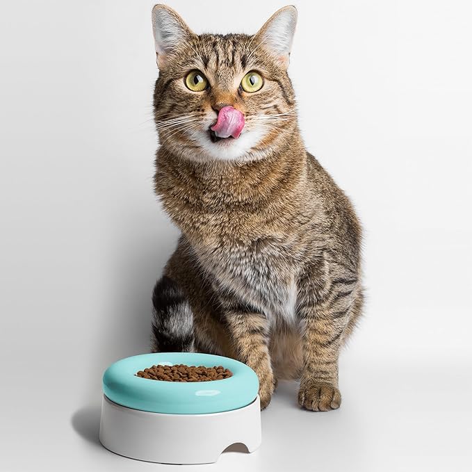 CatGuru Cat Food Bowl, Ceramic Bowls for Indoor Cats, No Spill Cat Feeding Bowl, Whisker Stress Free Kitten Bowls, Non Skin Pet Bowls for Food and Water (Torus - Set of Two, Aruba)