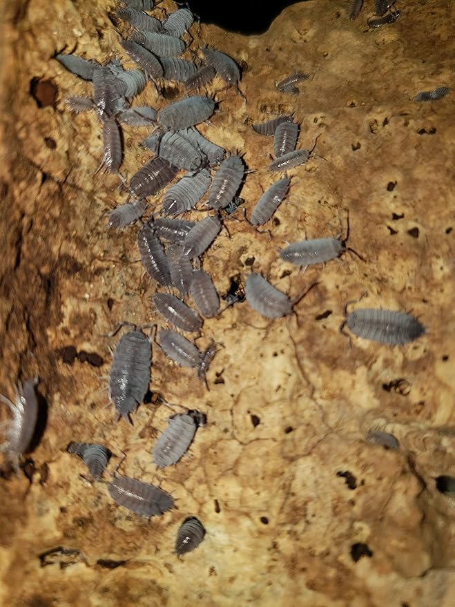 Live Combo Pack- 25 Live Powder Blue Isopods and 8 oz Springtail Culture, Bioactive Cleanup Crew, Reptiles and Amphibians