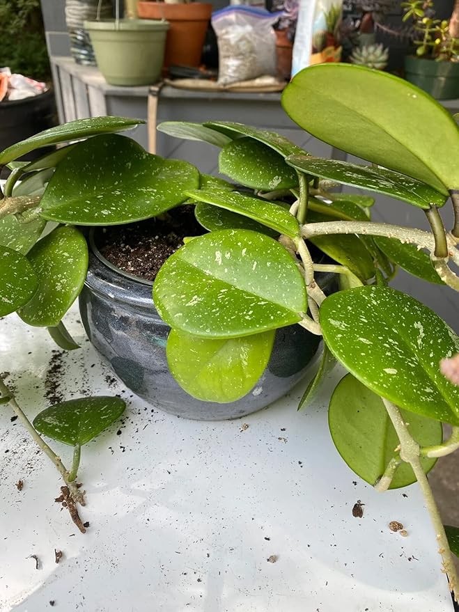Gardenera Hoya Plant Premium Potting Mix - 10 Quart - Optimal Balance for Thriving Hoyas: Air, Moisture, and Nutrient Retention