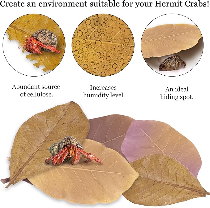 SunGrow 10 Pack Large Hermit Crab Catappa Indian Almond Leaves, 7-9 inches Long, Dried Leaves for Added Humidity, Delicious Crab Treat and Source of Cellulose