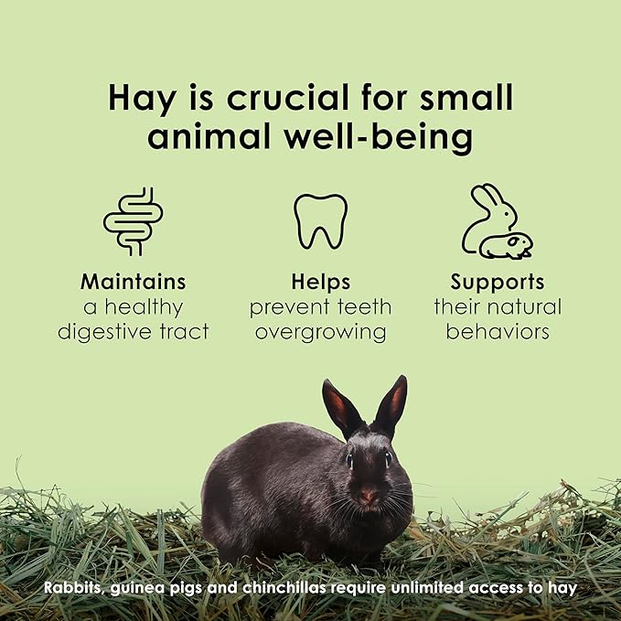 Kaytee Timothy Hay, High Fiber, Grown Specifically for Small Animals, Rabbits, Guinea Pigs, Chinchillas, 2 Pounds