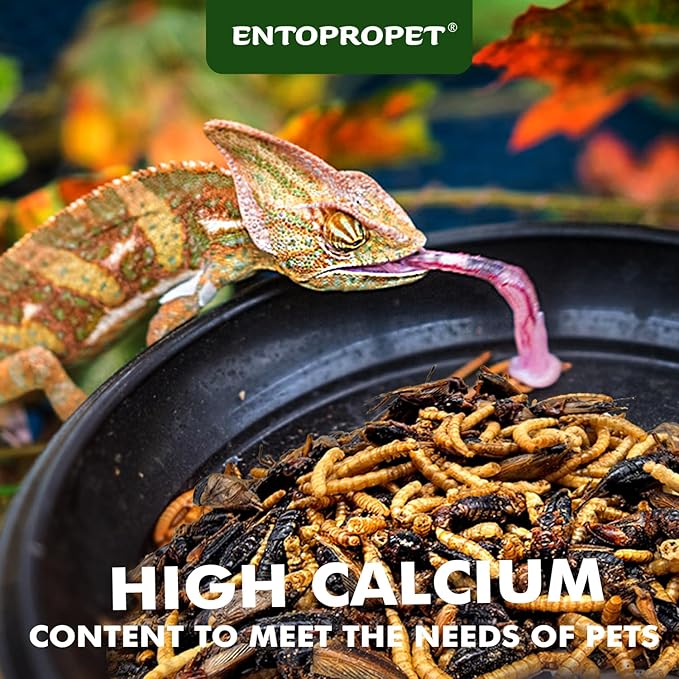 Dried Mealworms and Dried Crickets - Higher in Calcium and Richer in Protein-A Premium Medley Treat Food for Bearded Dragons,Turtles, Birds & Tropical Fish, 5oz