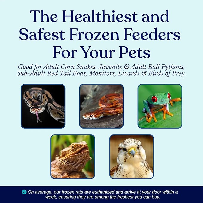 MiceDirect Frozen Rat Pups Snake Food - Frozen Rats for Snakes like Juvenile Ball Pythons, Adult Corn & Ball Pythons, Sub-Adult Red Tail Boas, Monitor, Lizards, Birds of Prey - 2.5-3.5 in (10 Count)
