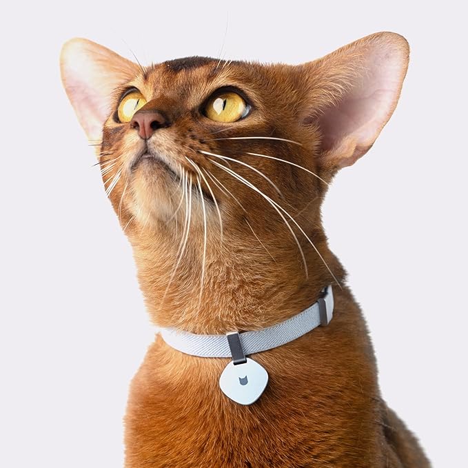 Safety Cat Collar Pro - U.S. IDA Gold Awarding Design, Elastic Quick Release Cat Collar with Buckle Non Breakaway - Lightweight for Kitten All Small Large Cats (Midnight Black, M 7.9-15.7")