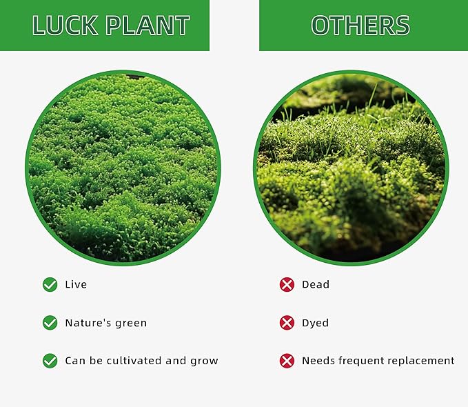 Moss Terrarium Beding Live Moss Terrarium Moss for Reptiles Peat Moss for Reptiles Habitat Bedding Moss for Snakes Turtle Frog Gecko and Other Reptiles Substrate Composite 3