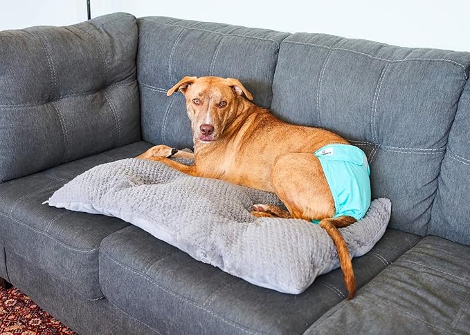 Pet Parents® Washable Dog Diapers (3pack) + Extendrs® of Durable Doggie Diapers, Premium Dog Diapers Female (X-Large, Southern Belle)