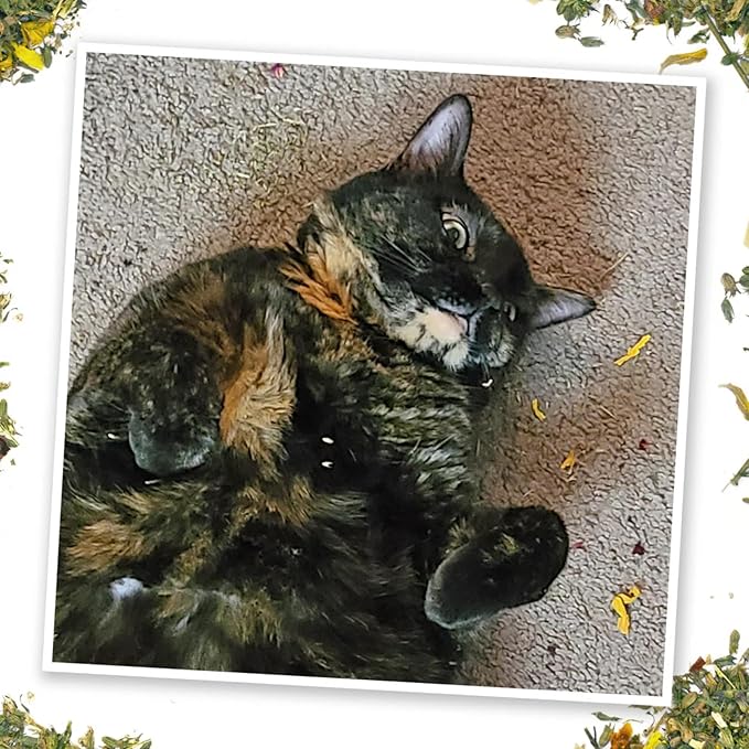 Meowijuana Get Spooked Bundle | Scarecrow Refillable Toy and Harvest Moon Blend | Promotes Play and Cat Health | Includes North American Organic Catnip