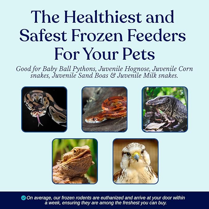 MiceDirect Frozen Pinkie Rat Food for Corn, Rat, King Snakes & Other repitles. (75 Count)