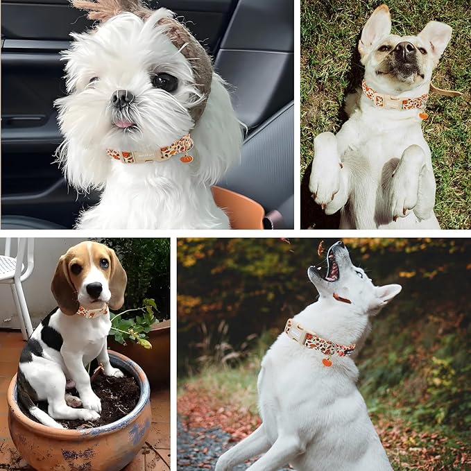 Fall Dog Collar – Halloween & Thanksgiving Dog Collars for Medium Dogs – Soft & Comfortable Autumn Puppy Collar with Quick Release Buckle, Medium Dog Collars for Girl Boy Dogs-M ﻿