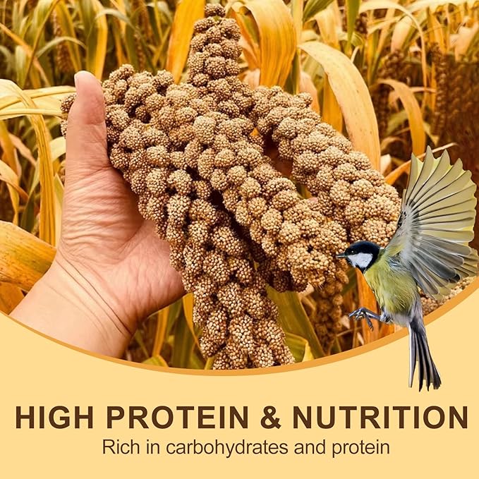 Sun-Dried Spray Millet for Birds - 0.88LBS Natural Non GMO, Healthy Millet Bird Treat, Bird Treats for Parakeets, Parrots, Cockatiels, Lovebirds, Finches & Canaries Food