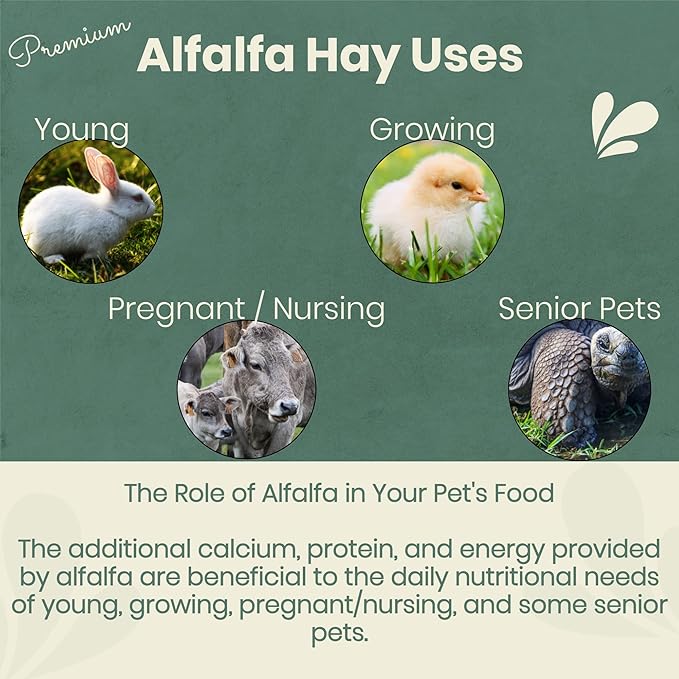Fresh Alfalfa Hay 20Lbs by Bunny Honey - Natural Hay for Guinea Pigs, Rabbits, Hamsters, Hedgehogs, and More Small Animal Pets - Not Blended, Green Chopped & Delivered Fresh