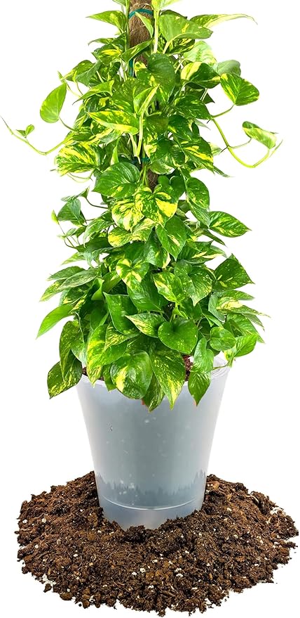GARDENERA Premium Pothos Potting Soil Mix - Air Cleaning Plant Potting Mix, Soil Mix for Pothos, Parlor Palm, Peace Lily - (2 Quart Bag)