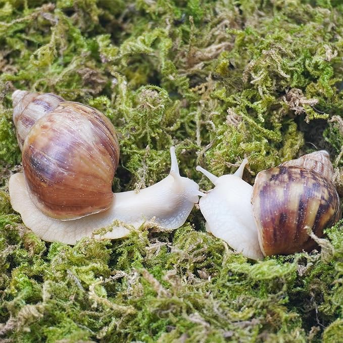4oz Substrate for Pet Snails, Ideal for Maintain The Humidity Levels in Tank