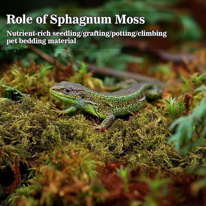 Sphagnum Moss for Reptiles - 5.5 OZ Reptile Peat Moss Terrarium Bedding Reptiles Lizard Substrate for Reptile Tank, Snake, Leopard Gecko, Ball Python, Crested Gecko, Turtle, Frog, Hamster
