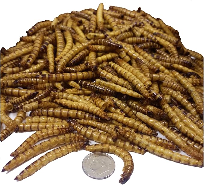 Aquatic Foods Inc. Superworms- Freeze Dried Superworms for Tropical Fish, Reptiles, Turtles, Tortoises, Frogs, Hamsters, Birds, Rodents…8oz Med Jar