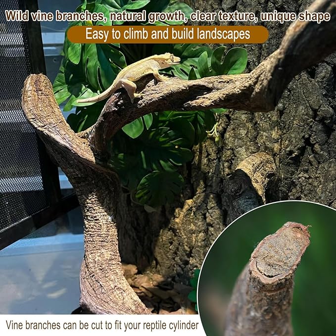 Reptile Decor Natural Forest Branch Terrarium Habitat Decoration Lizard Climbing Tree Branch for Bearded Dragon Gecko Snake Frog Chameleon Spider 8PCS