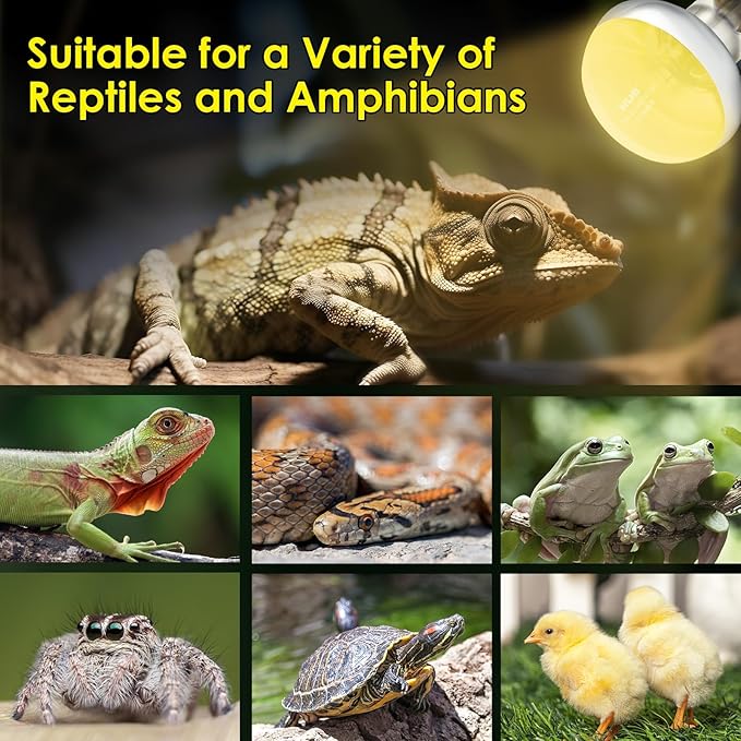 MIXJOY 2Pack 100W Reptile Heat Lamp Bulbs, Upgraded Golden Glass 60% Intense Heat Bulb UVA Daylight Basking Spot Light Bulb for Reptiles, Turtle, Lizard, Tortoise, Bearded Dragon, Gecko, Chicken