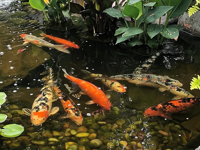EasyPro PC5 Platinum Koi & Goldfish Food, 5 lb