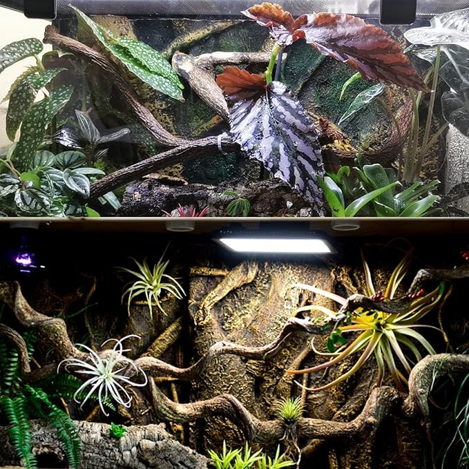 BNOSDM Reptile Forest Climbing Branch Decor Crested Gecko Climb Wood Natural Branches Tree for Snake Frog Chameleon Spider Bearded Dragon Terrarium Habitat Tank Accessories,3PCS