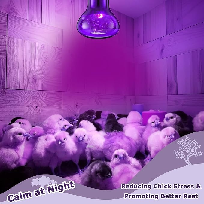 60W Reptile Night Light Bulb – Simulated Moonlight UVA Heat Lamp, Purple Basking Light for Bearded Dragons, Lizards, Snakes, Chameleons, Amphibians - 2-Pack (3.2" Diameter)