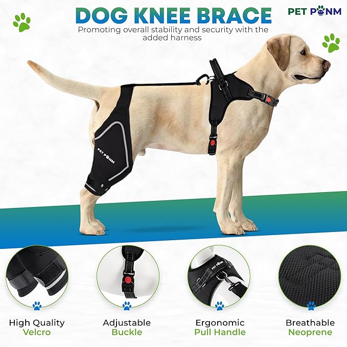 Comfortable Dog Knee Brace for Both Hind Legs with Harness - for ACL Tear, Luxating Patellae, Osteoarthritis & Instability - for Recovery & Injury Prevention in Active/Aging Dogs - (Small)
