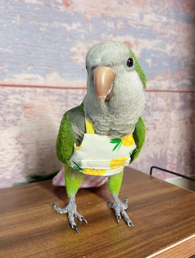 Bird Flight Harness Vest, Parrot Suit with Leash for Cockatiels Conures Budgies, Flying Clothes Rope and Handle Outdoor Activities Training