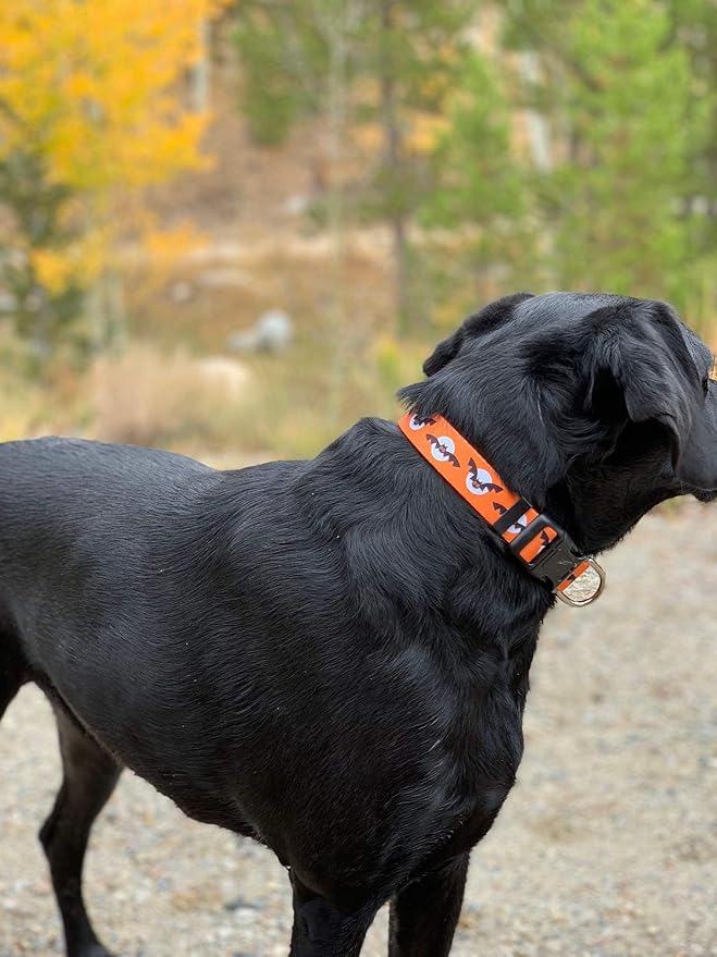 Native Pup Halloween Dog Collar- Spooky Fall Themed Horror Costume Collars- Skull, Pumpkin, Ghost, Bat, Witch, Candy Corn, Spider- Adjustable for Small, Medium, Large Breeds (Medium, Bats and Moon)
