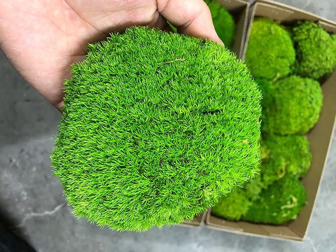 Preserved Pole Moss Pillow Bun Cushion Natural Green Decorative Real Natural Green DIY Kit Terrariu7r Table Decor Wedding (10.5 sq.ft., Green-B)