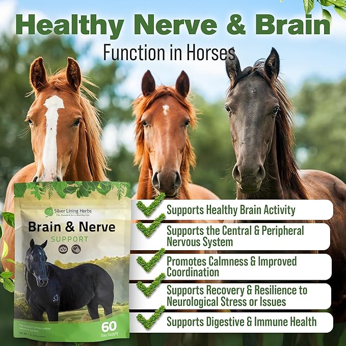 Silver Lining Herbs Brain & Nerve Support Supplement for Horses - Horse Supplements for Focus, Mental Health & Brain Support - Contains Herbal Blend of Ginkgo, Gotu Kola, & More - 1 lb 60-Day Supply