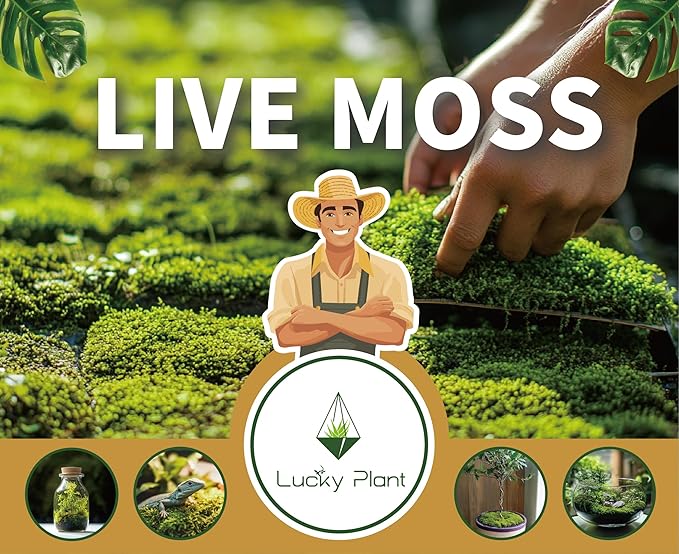 Live Moss for Reptiles - Terrarium Moss for Reptiles Peat Moss for Reptiles Habitat Bedding Moss for Snakes Turtle Frog Gecko and Other Reptiles Substrate 50 Square inches Live Moss