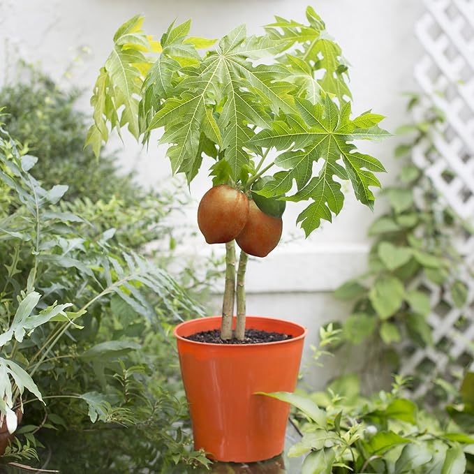 Gardenera Papaya Plant Potting Mix - Unlock Rich Growth and Flavorful Harvests with Our High-Performance Formula - 20 Quart
