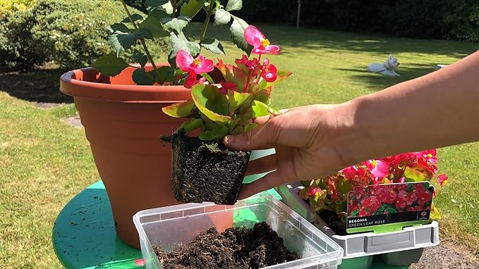 Gardenera Begonia Potting Mix - Unlock Robust Growth and Enchanting Blossoms with Our High-Performance Formula - 20 Quart