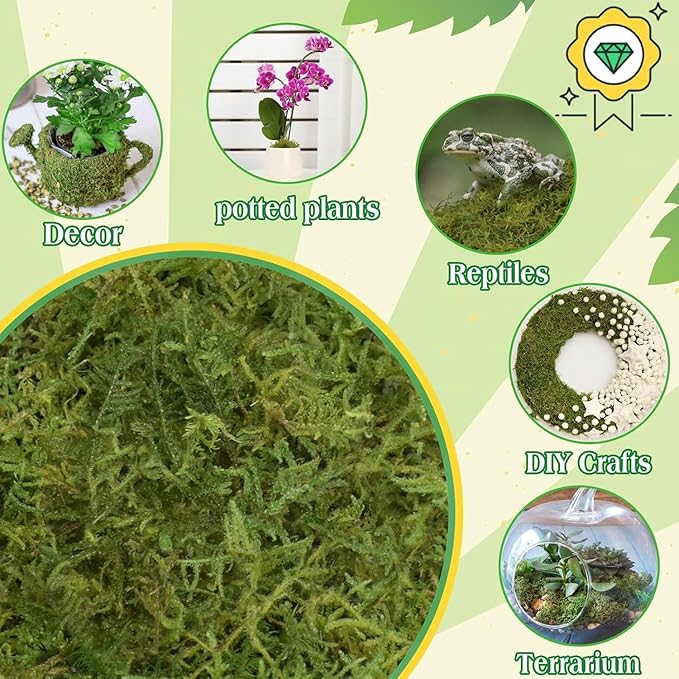 Halatool 2.2LBS Forest Green Moss for Indoor Potted Plants, Orchid Potting Mix, Indoor Potting Plant Moss for Repotting Terrariums Garden Reptiles