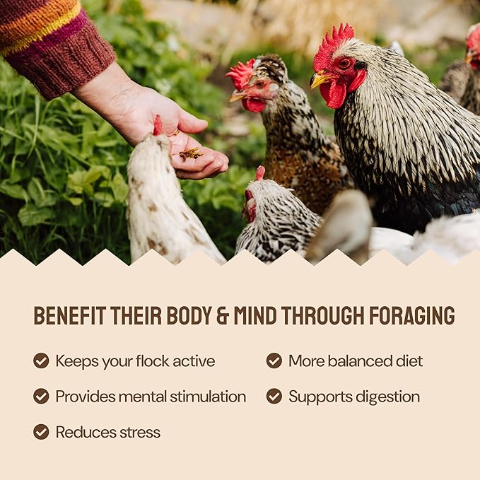 Hatortempt Non-GMO Chicken Feed - 10 lb, Pack of 1 - High Protein Formula - Mealworms for Chickens - Egg Shell Strength - Calcium Grit - Layer Nutrition & Layer Feed