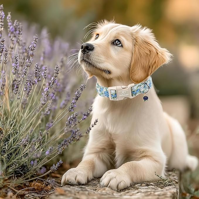 Blueberry Pattern Dog Collar, Cute Light Blue Spring Summer Puppy Collar - Soft Adjustable Designer Dog Collars for Small Medium Large Dogs S