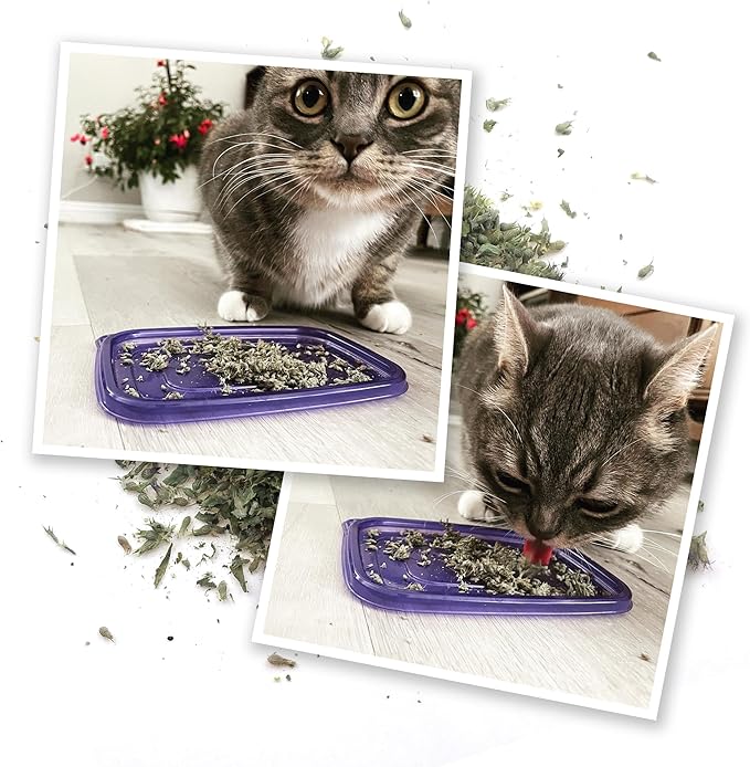 Meowijuana Meowi-Waui | Bud Shake and Catnip Blend | Large Bottle High Potency Blend | Premium Hand Harvested North American Catnip