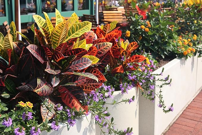 GARDENERA Assorted Foliage Potting Soil - Professional Grade Mix for Lush and Diverse Foliage Arrangements - 3 Quart