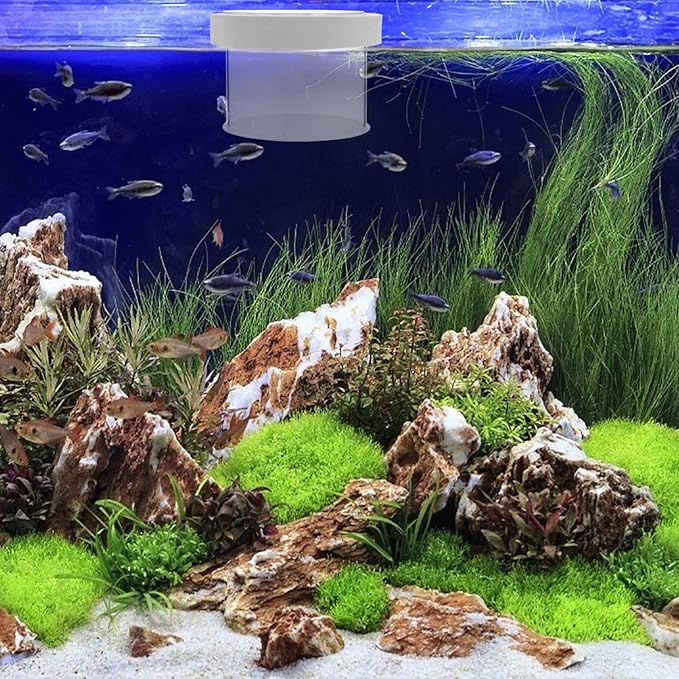 Breeder Box for Fish Tank : Acrylic Floating Aquarium Breeding Box Transparent Fish Tank Hatchery Incubator for Clownfish Guppy Shrimp, 4.72X4.72X3.14in