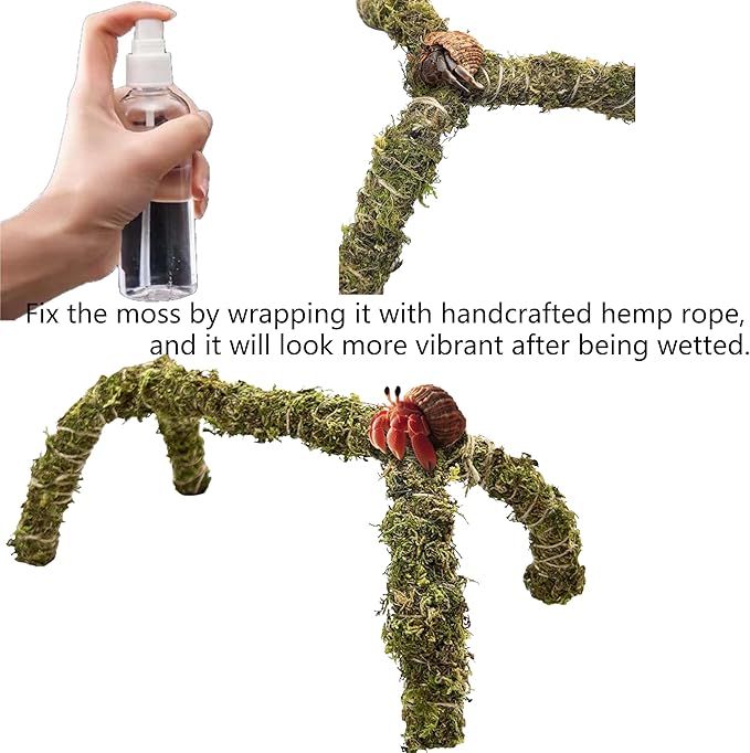 Hermit Crab Accessories – 8PCS Natural Hermit Crab Shells, Coconut Hideout, Climbing Toys Hammock, Moss, Plants & Water Dish, Habitat Decor for Hermit Crabs or Reptile Tank (C-Group-Water Dish).