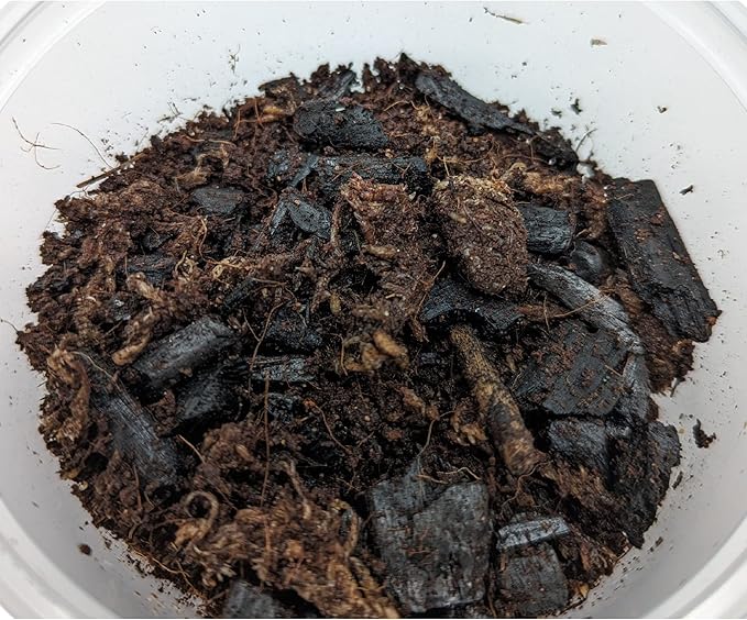 DBDPet Live Springtail Cultures - Great for Terrariums, Vivariums, and More - Microfauna for Bioactive Reptile & Amphibian Cages (Soil Culture)