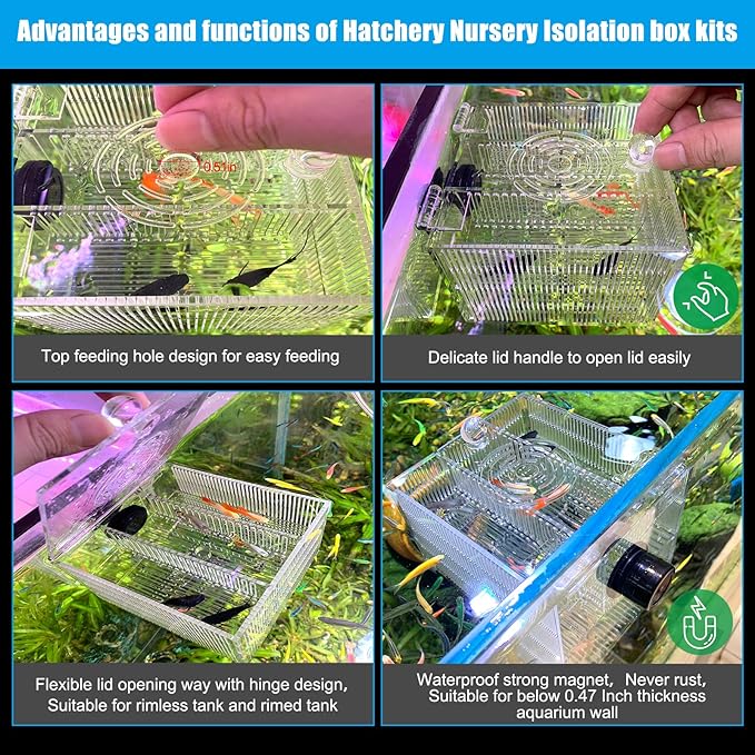 Magnetic Breeder Box for Tank Isolation Box Acclimation Hatchery Fish breeding Incubator with 3 Divider for Guppy Baby Betta Saltwater Anemones or Injured Fish（Sealed Bottom Version）