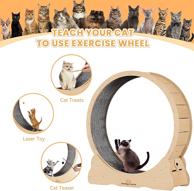 Homegroove Cat Wheel,52 inch XXL Large Cat Wheels for Indoor Cats with Carpeted Runway, Cat Exercise Wheel Treadmill for Kitty’s Longer Life (XXL, Natural Wood)