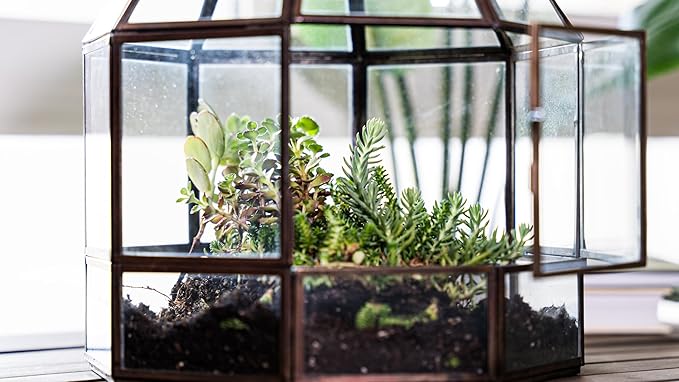 Urban Born Large Terrarium Birdcage, Glass and Metal Indoor Display Case, Unique Gift Idea, Succulent Container, Orchid Planter, Home Decor. (Bronze) 10" x 9"(Diameter)