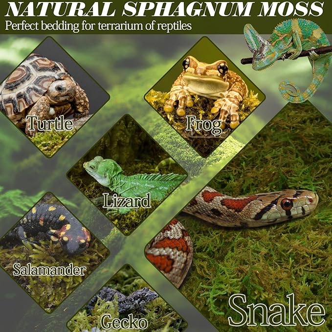 ZeeDix 8 oz Sphagnum Moss for Reptiles,12 qt Natural Hermit Crabs Moss Reptile Bedding Terrarium Substrate for Leopard Gecko Tortoise Lizard Ball Python Snakes Hermit Crab Habitat