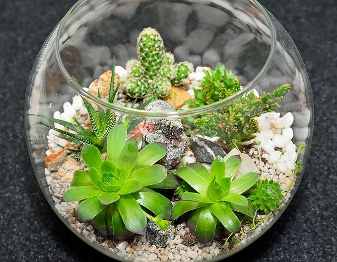 Sawysine 12 Pcs Bubble Bowl Vase Centerpiece 7.8''w x 6.3''h Round Glass Flower Vase Bulk Clear Terrarium Fish Bowl for Wedding Event Goldfish Planter Floral Centerpiece Office Home Decor