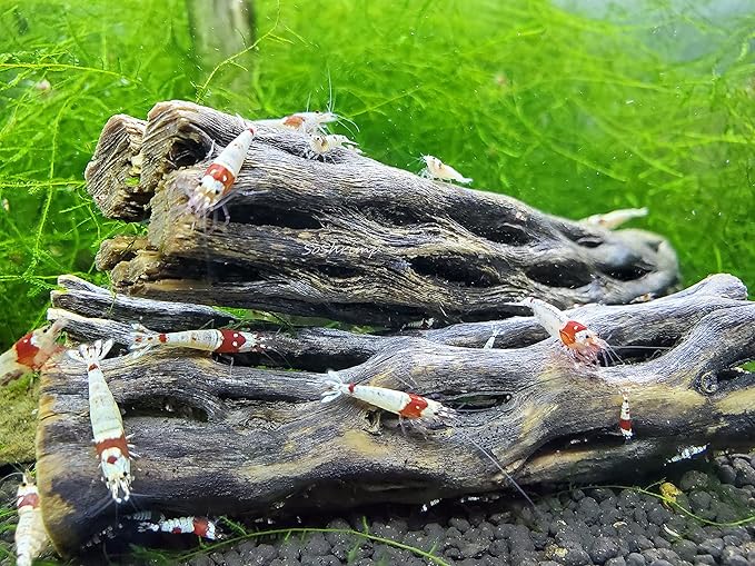 Natural Cholla Wood for Aquarium Decoration Shrimp and Fish Tank (10 Inch (2 Pack))
